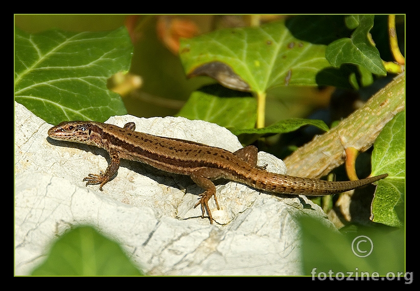 Podarcis muralis...