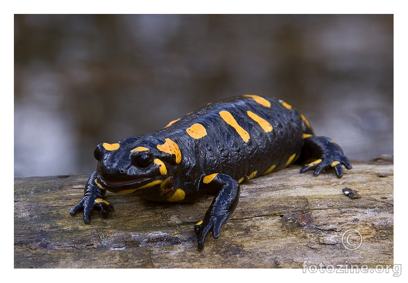 Salamandra salamandra