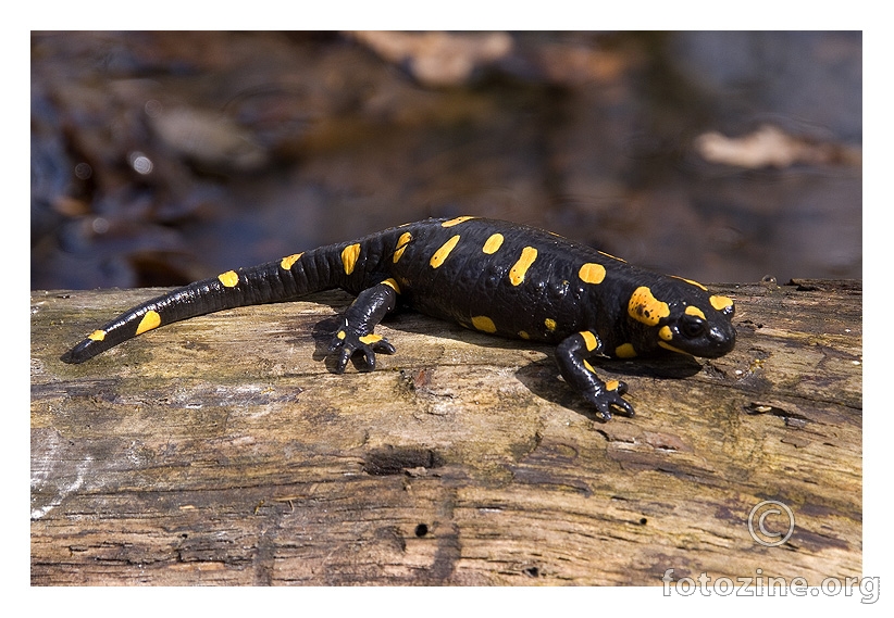 salamandra salamandra