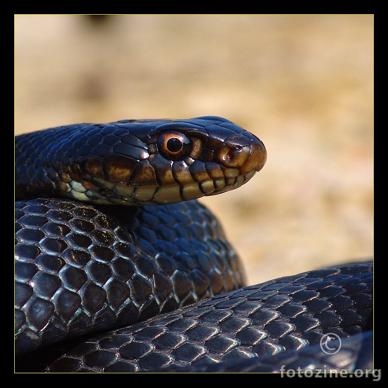 Hierophis viridiflavus carbonarius