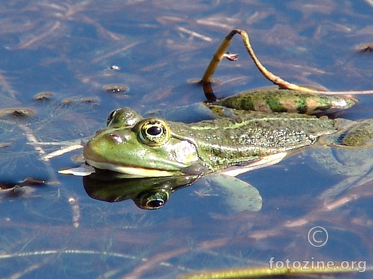 lokva vulgaris