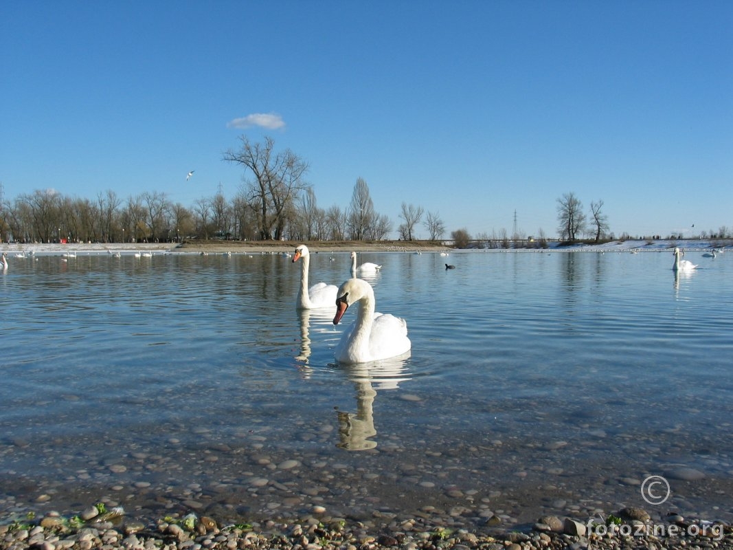 labuđe jezero