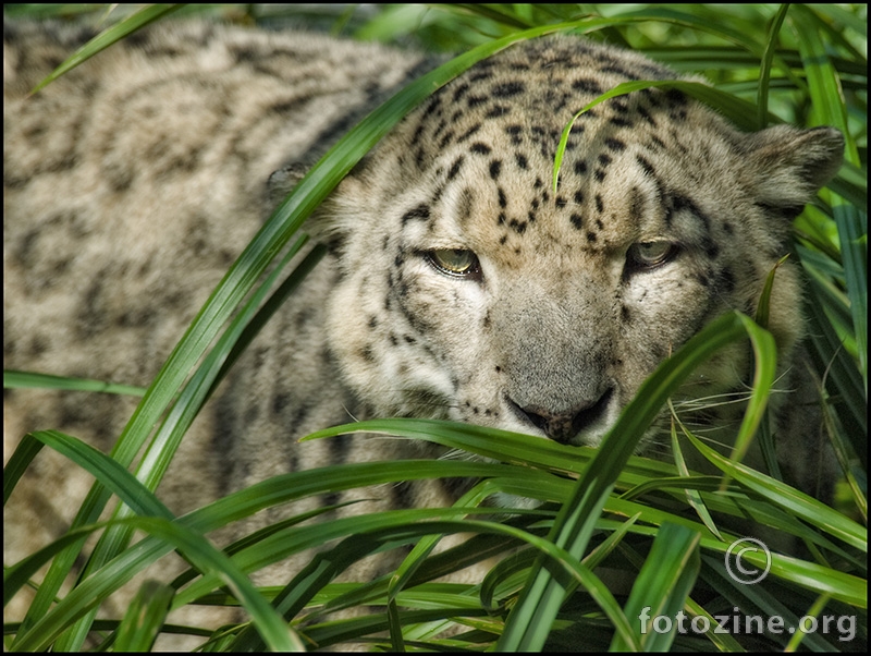 Snow Leopard