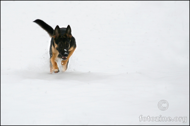 Run Cookie, run!