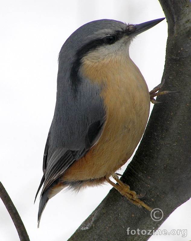 Very pretty bird