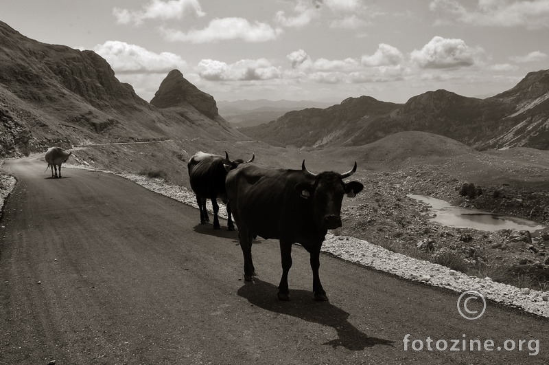 durmitor