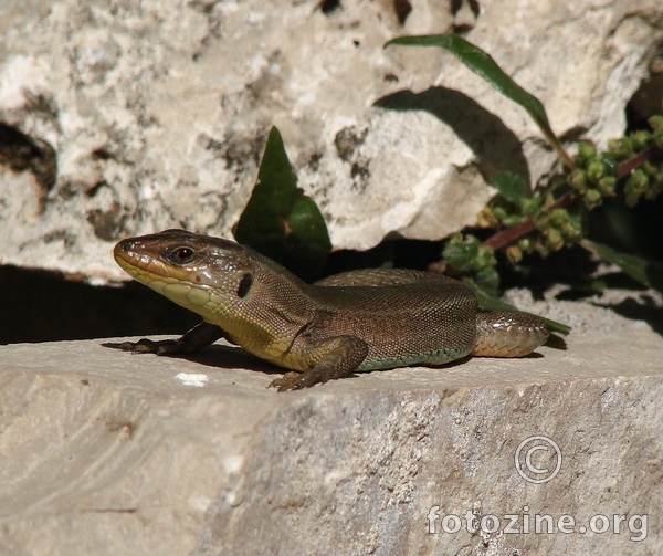 Opet gušter