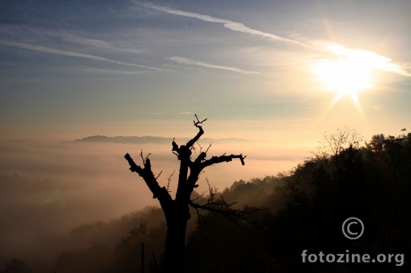 Morning tree