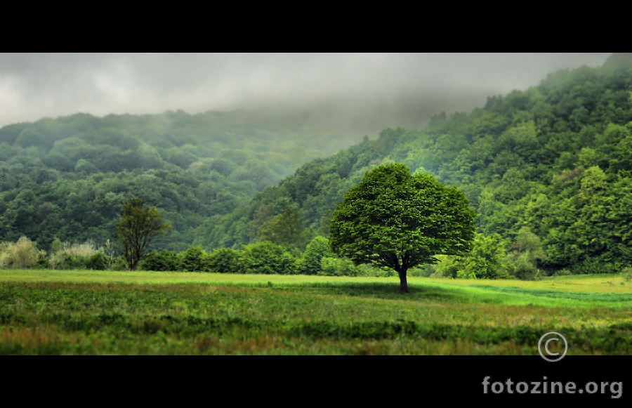 lonely tree