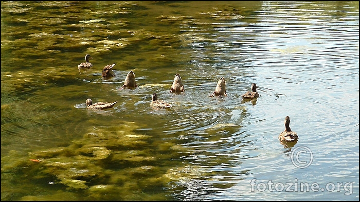 Škola ronjenja