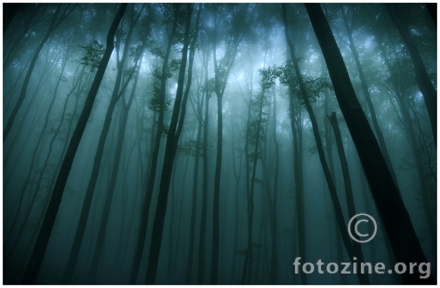 Deep forest