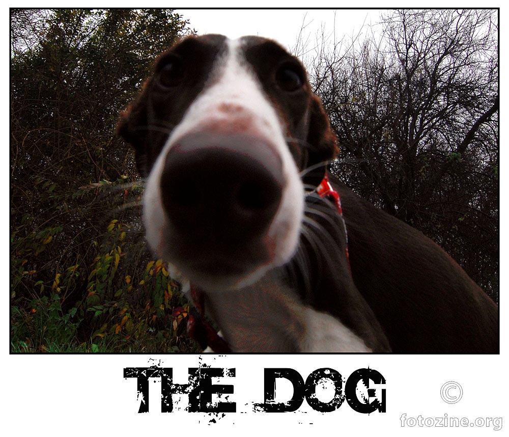 the dog