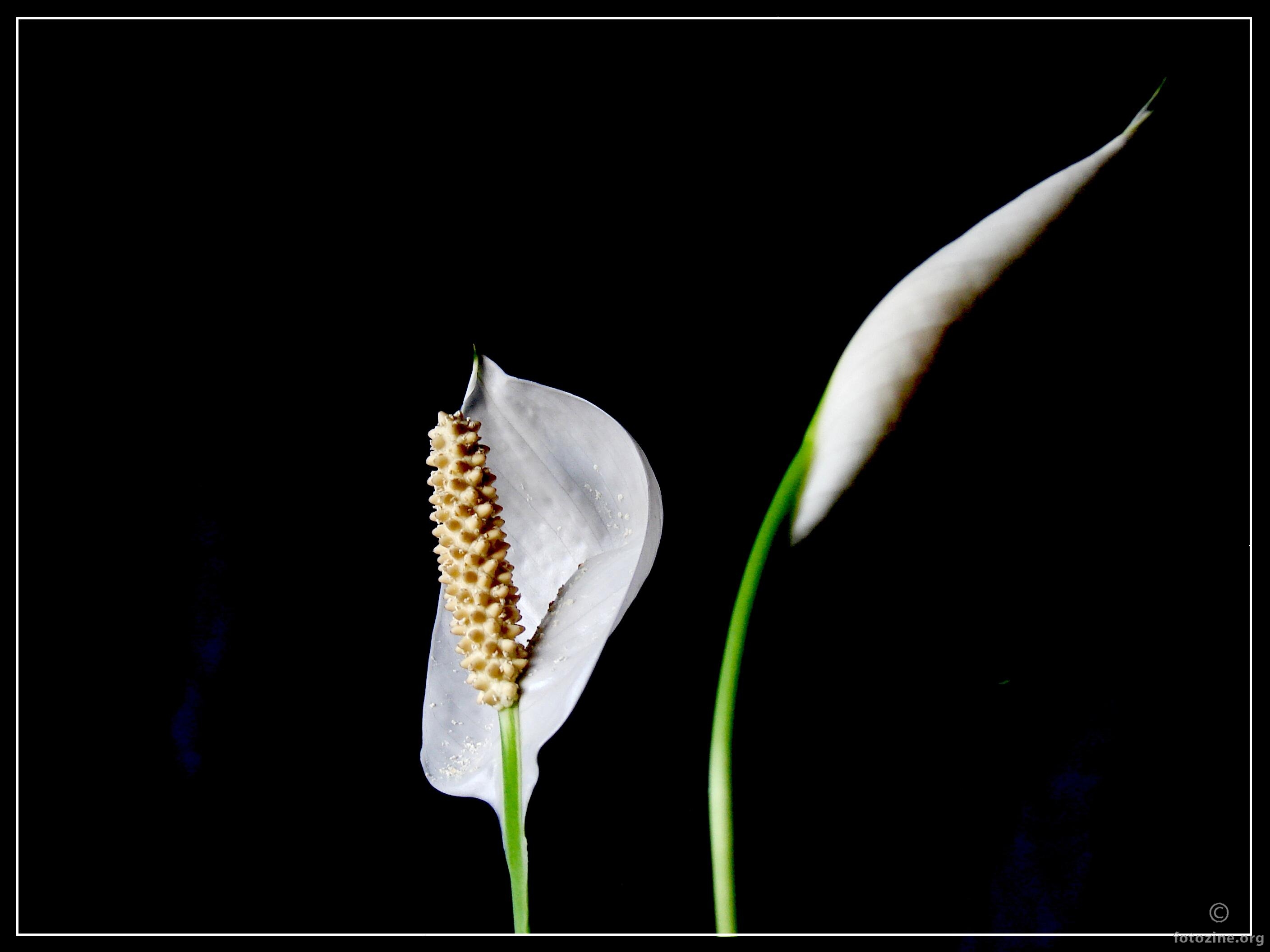 Spathiphyllum