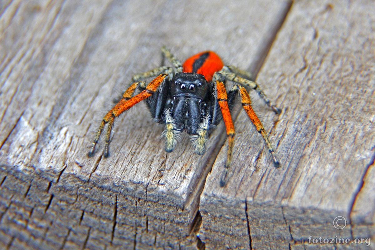 Jumping spider