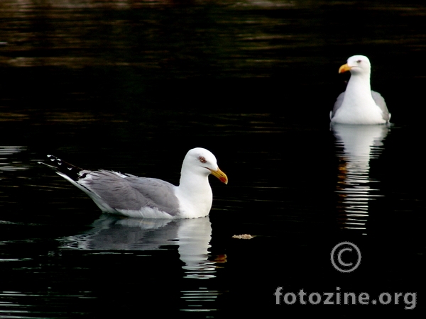 galebovi