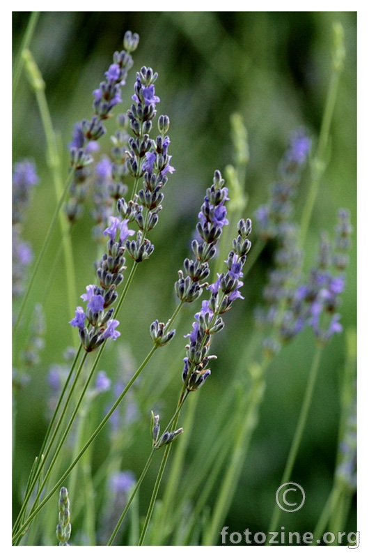 lavanda