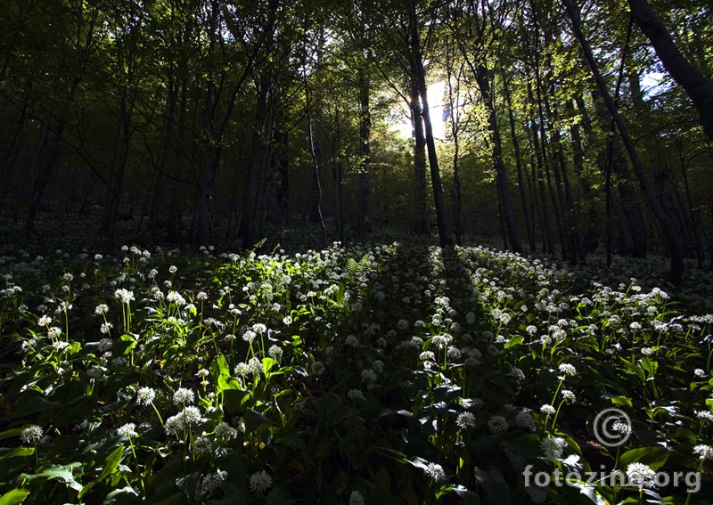 ForestGarden