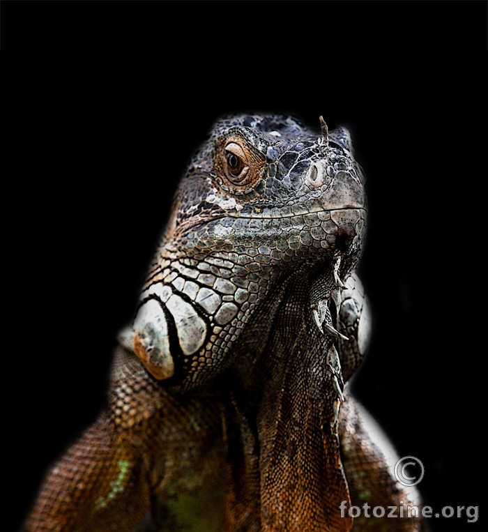 Iguana