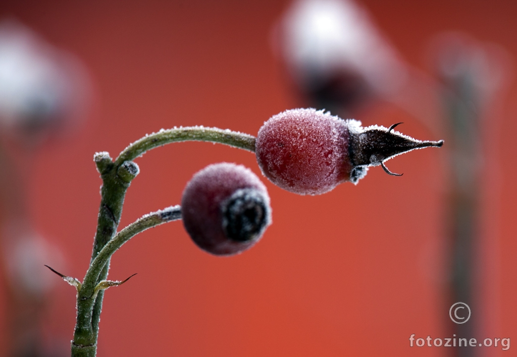 Rose hip