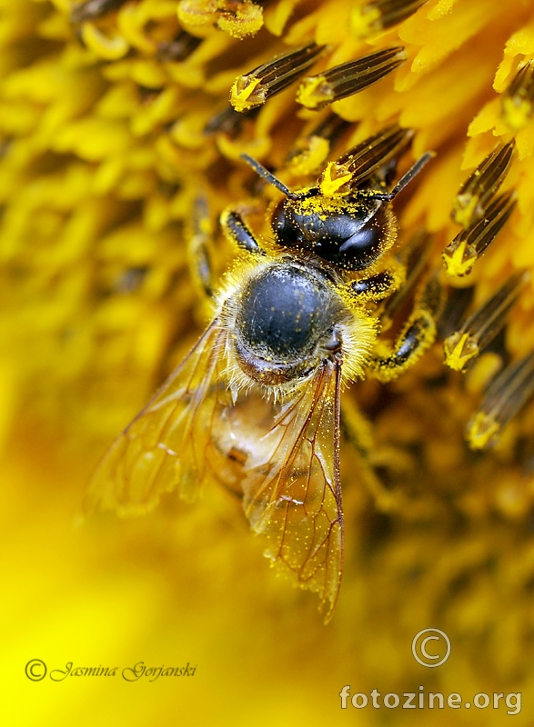 Bogata trpeza