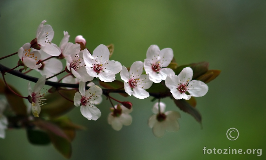 HANAMI