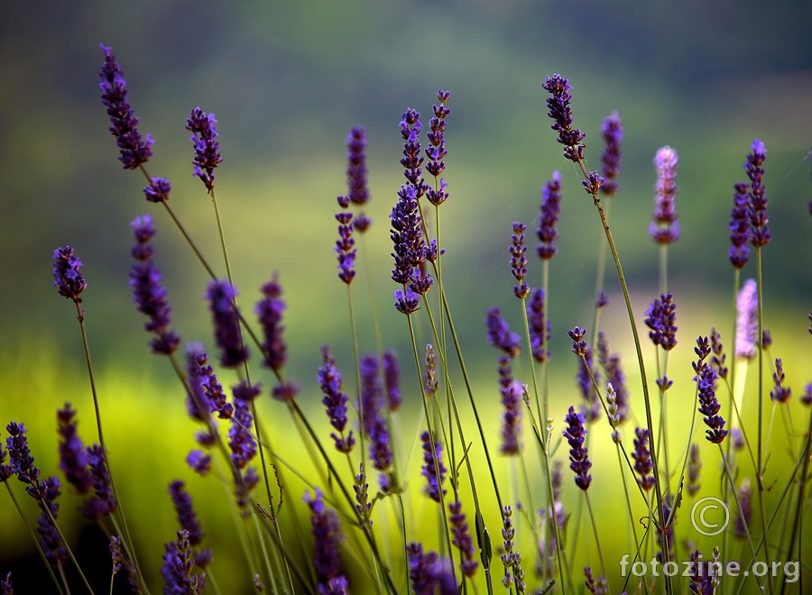 Lavanda