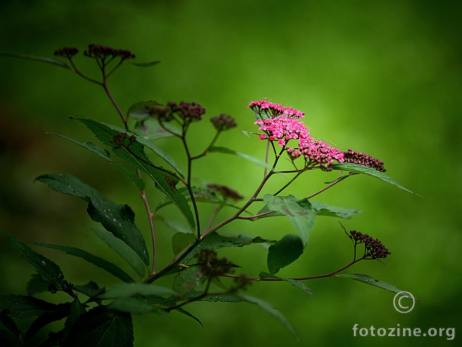 Ljeto u arboretumu