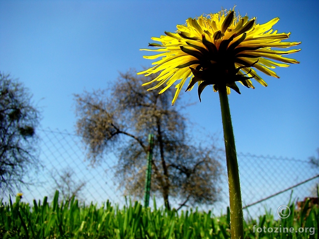 Sunce na štapu