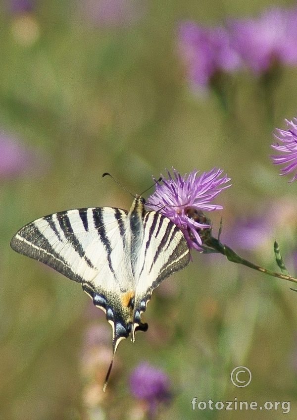 Leptirić