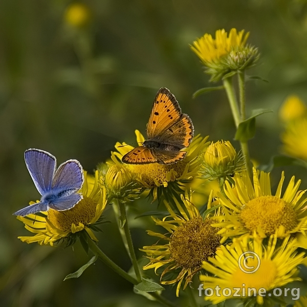 Once I loved a butterfly..