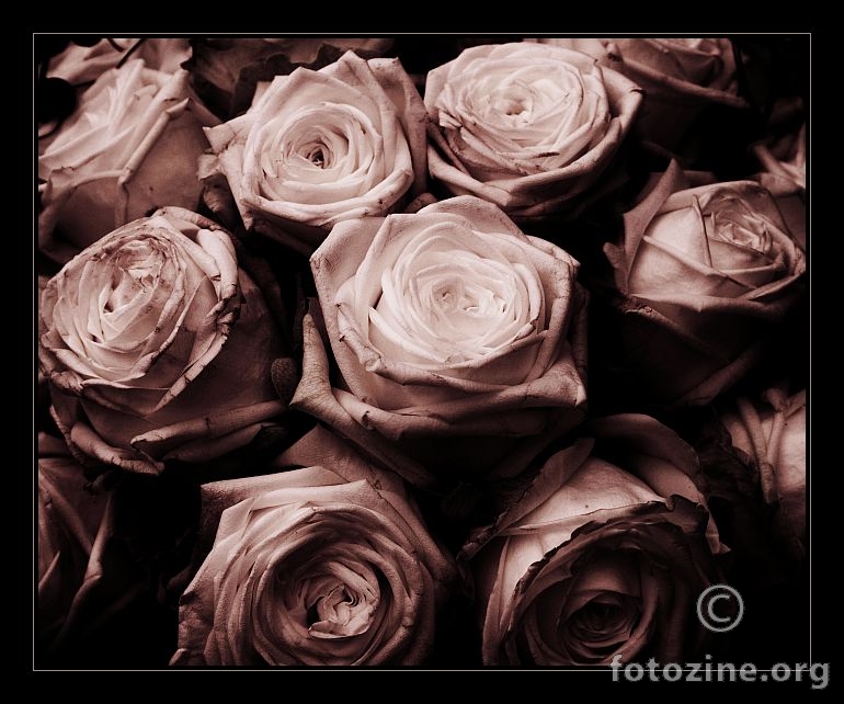 roses