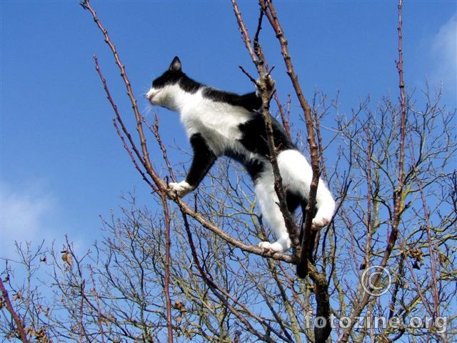 Spidercat