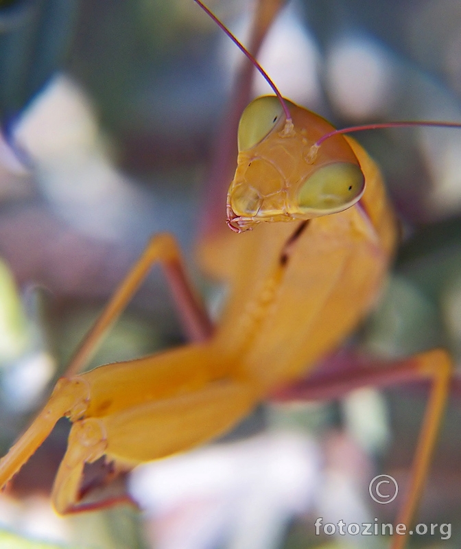 Mantis Religiosa