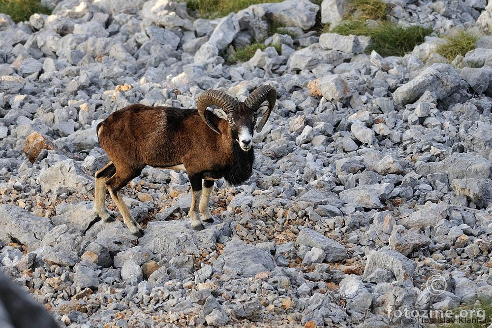 Muflon (Ovis musimon)