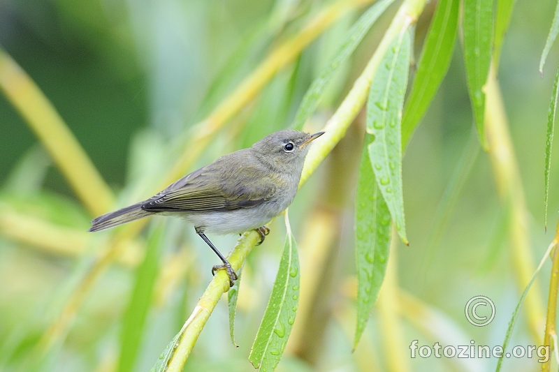 Obični zviždak (Phylloscopus collybita)