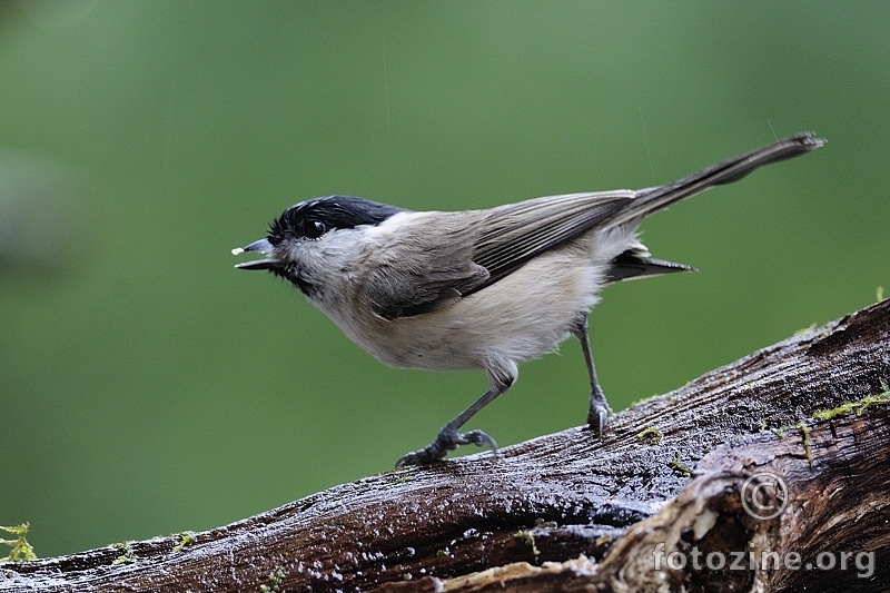 Močvarna sjenica (Parus palustris)