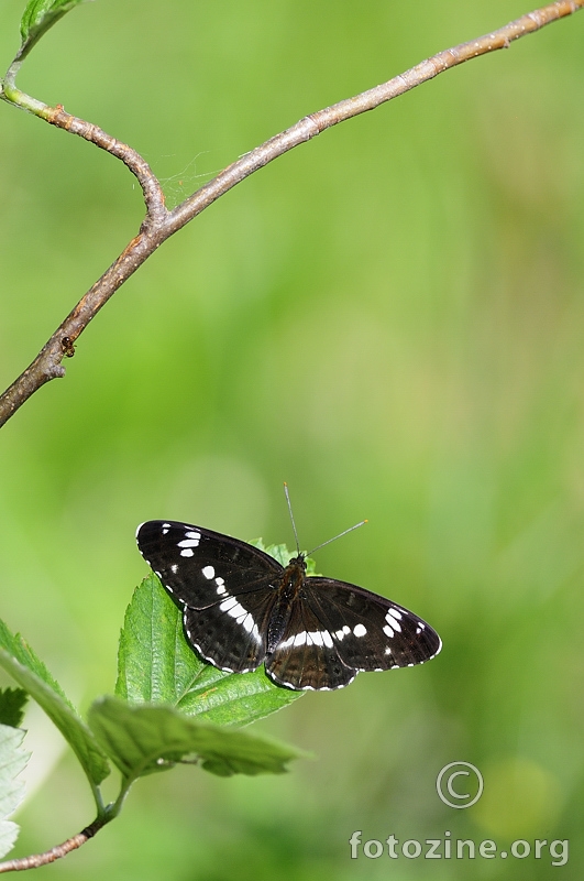 Bijeli admiral (Limenitis camilla). 