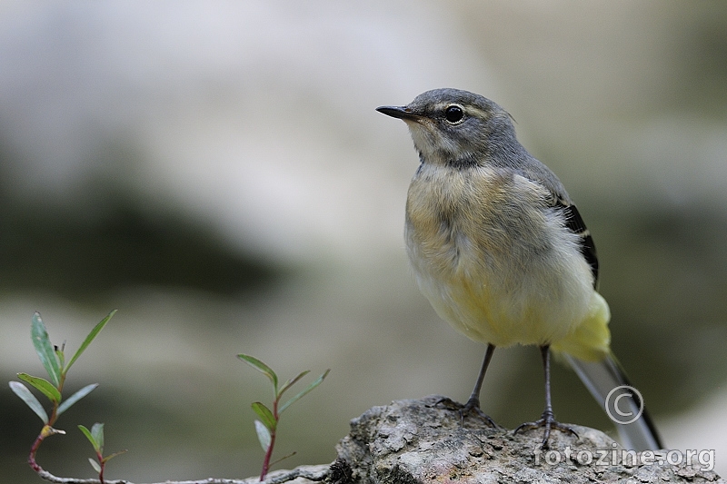 Gorska pastirica (Motacilla cinerea) 