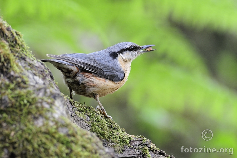 Brgljez (Sitta europaea)