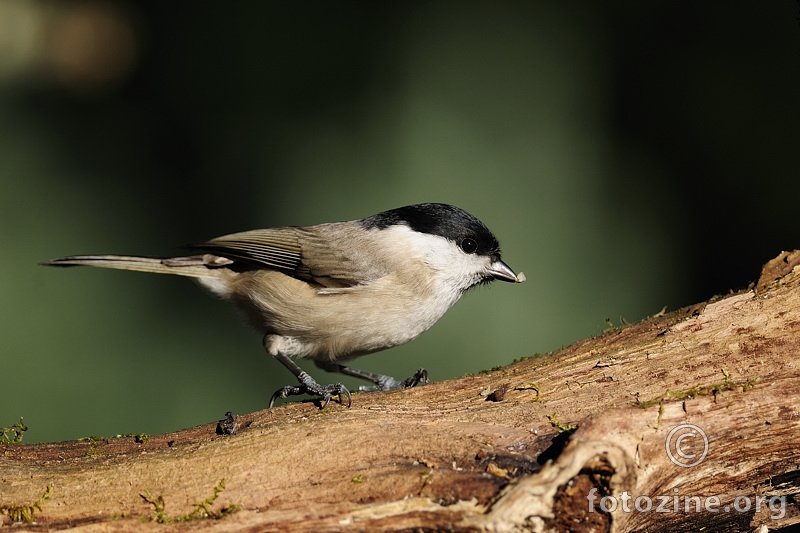 Močvarna sjenica (Parus palustris)