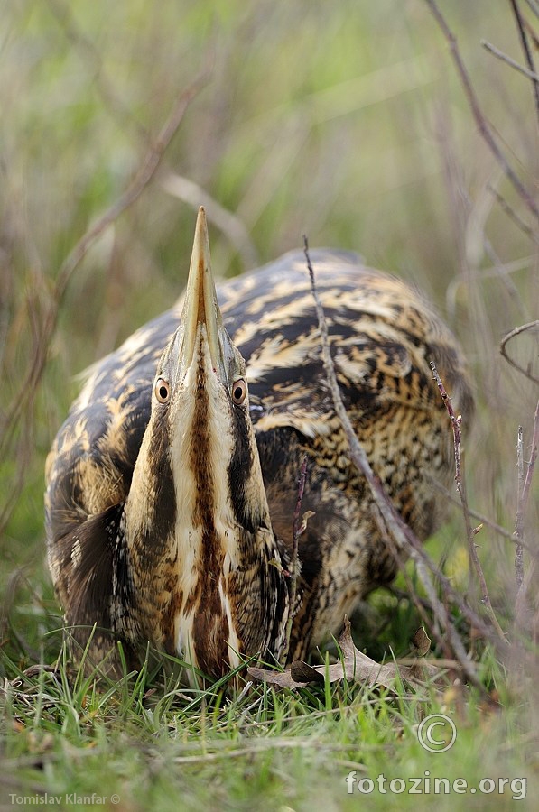 Bukavac (Botaurus stellaris)