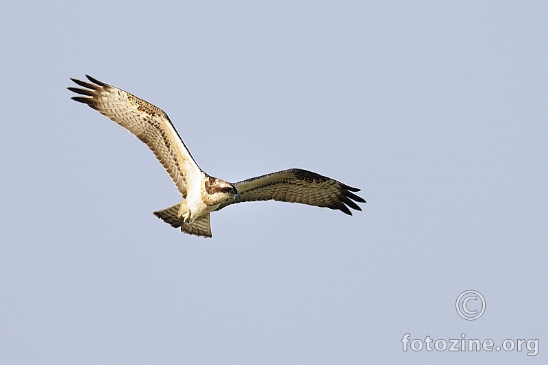 Bukoč (Pandion haliaetus)