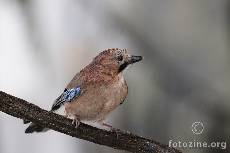 Šojka (Garrulus glandarius)