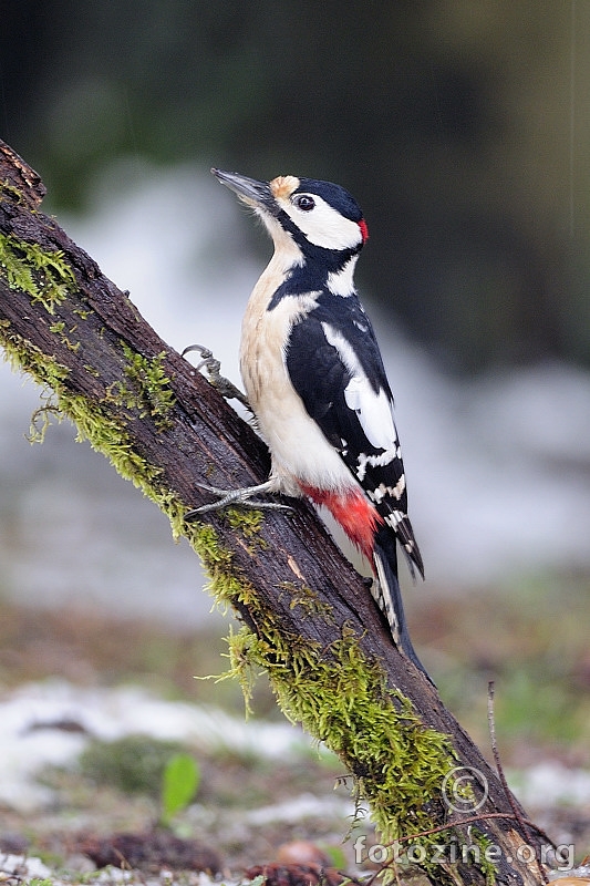 Veliki djetlić (Picoides major)