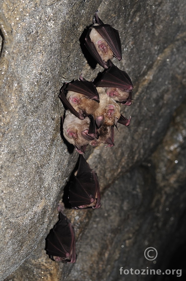 Južni potkovnjaci (Rhinolophus euryale)