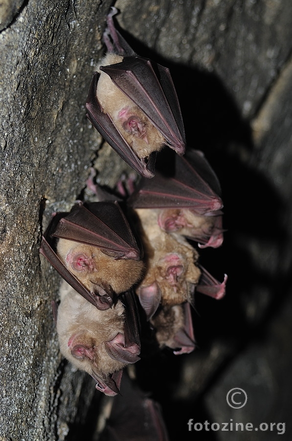 Južni potkovnjaci (Rhinolophus euryale)