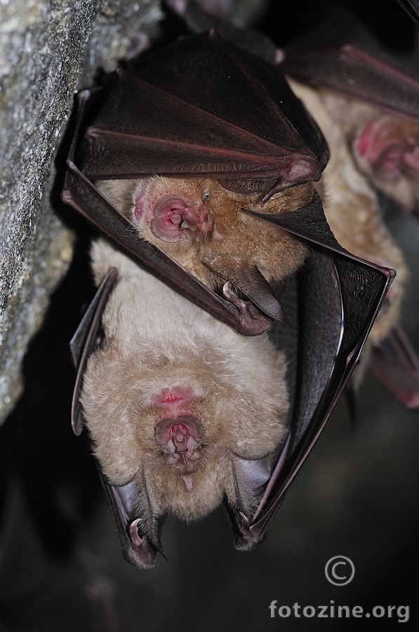 Južni potkovnjaci (Rhinolophus euryale)