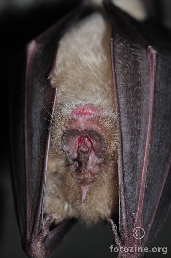 Južni potkovnjak (Rhinolophus euryale)