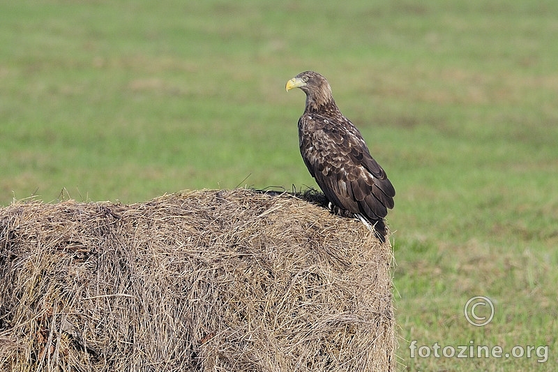 Orao štekavac (Haliaeetus albicilla)