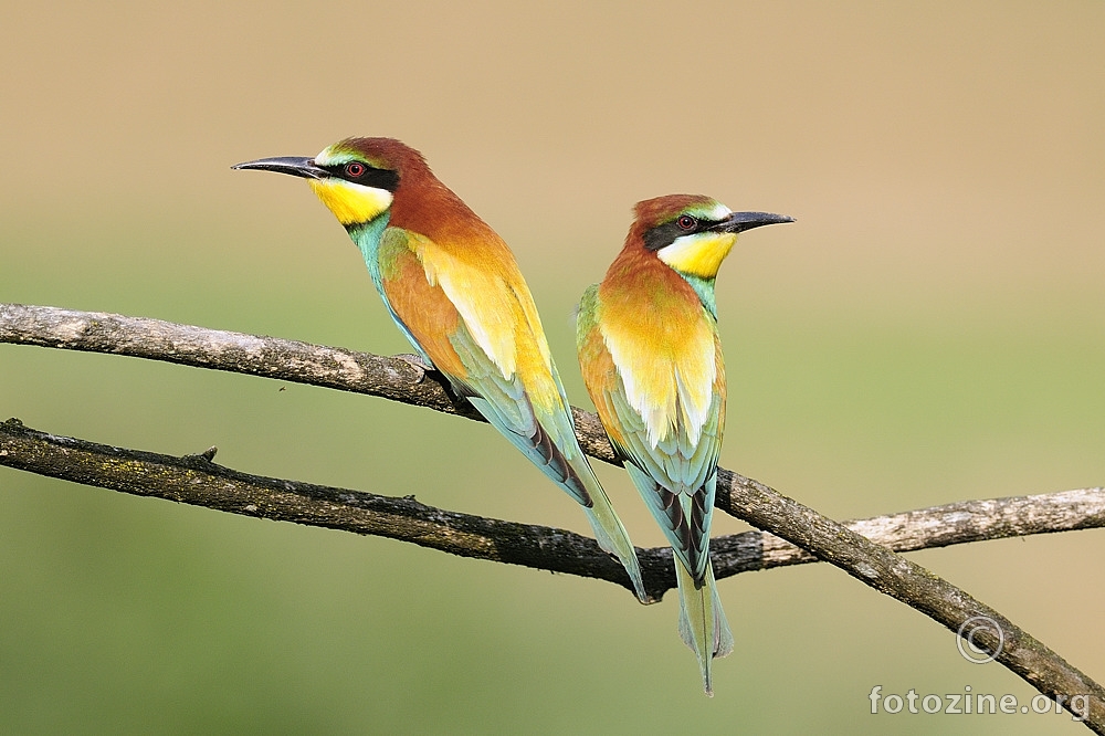 Pčelarica (Merops apiaster)